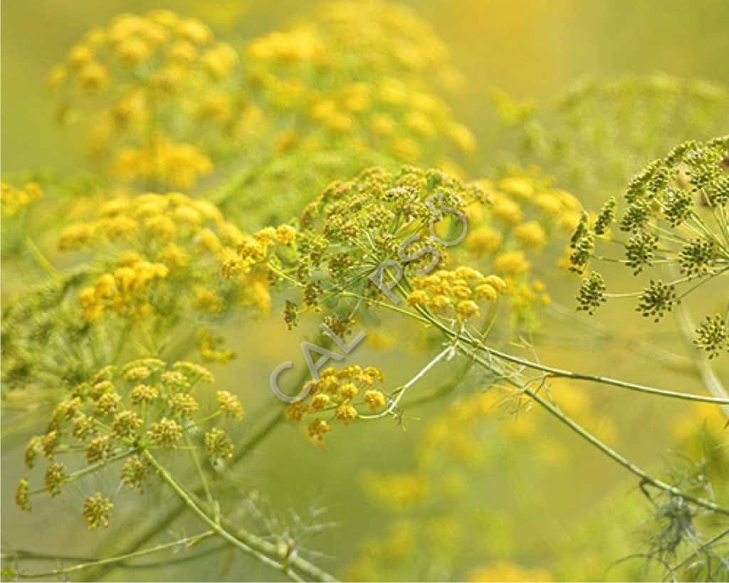 Galbanum Natural Essential Oil